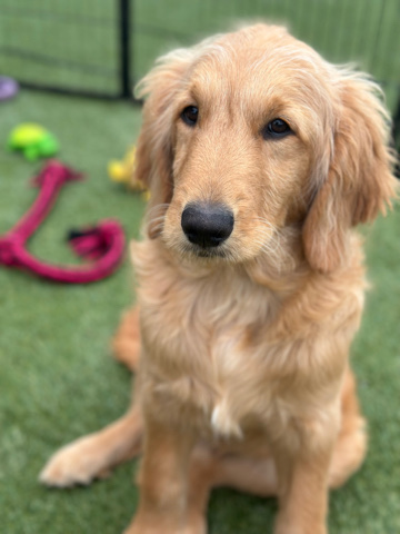 Golden Retriever – F1 Golden Doodles