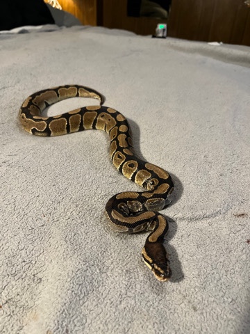 Ball python