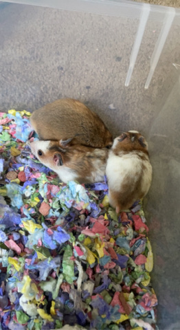 Any – accidental hamster babies