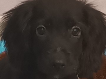 English Cocker Spaniel – cute cocker spaniel