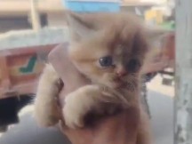 Persian (Modern) - PARSIAN CAT available for adoption in Bengaluru