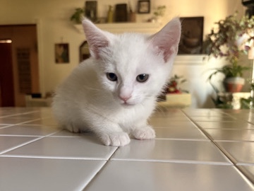 Turkish Van – male 2 month old Turkish van kitten, Lansing Illinois – Lansing
