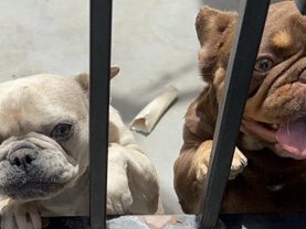French Bulldog – AKC French Bulldog Puppies – Santa Clarita