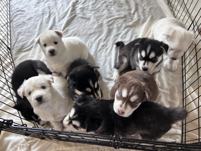 Siberian Husky - husky puppies  available for adoption in Phoenix