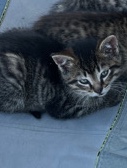 Russian White, Black and Tabby – kitten