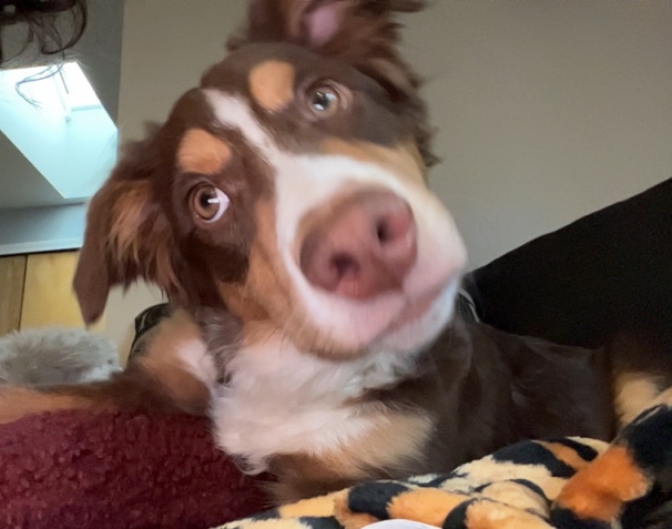 Australian Shepherd – Red Merle Australian Shepard