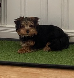 Yorkshire Terrier – toy yorkie