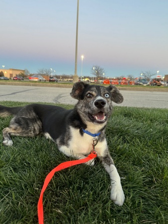 Siberian Husky – husky mix rehome asap