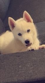 Siberian Husky – Husky Puppy
