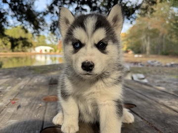 Siberian Husky – SIBERIAN HUSKY
