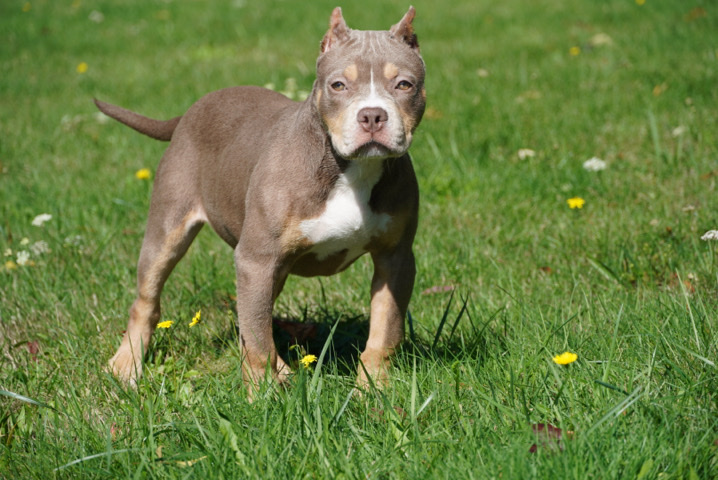 American XL bully puppies