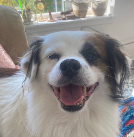 Papillon – Selling Beautiful Mutt!