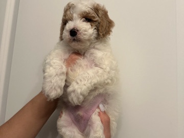 Milan (mini golden doodle)