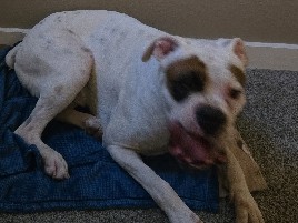 Boxer - free all white Boxer available for adoption in Dallas