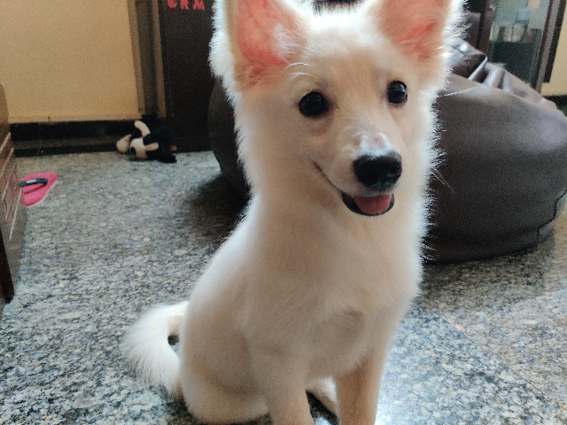 Want to sell my 3 months Pomairian dog