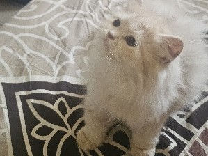Persian (Traditional) – Adorable Traditional Persian Kitten – 3 to 4 Months Old – Kalyan
