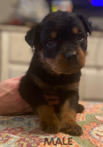 Rottweiler – Rottweiler puppies