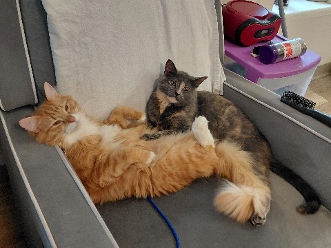 bonded pair young cats – Lowell