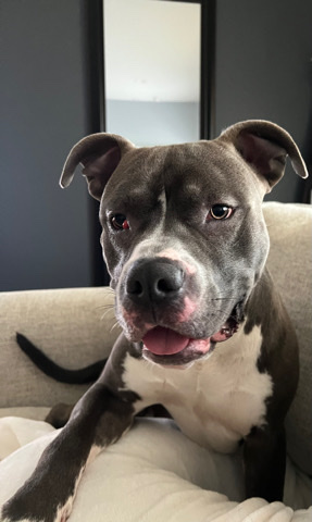 American Pit Bull Terrier – 2yr old pit bull