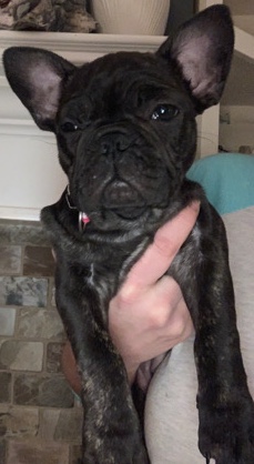 Personable Frenchy
