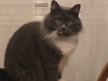 Maine Coon – Kasper The Friendly Kitty – Goldsboro