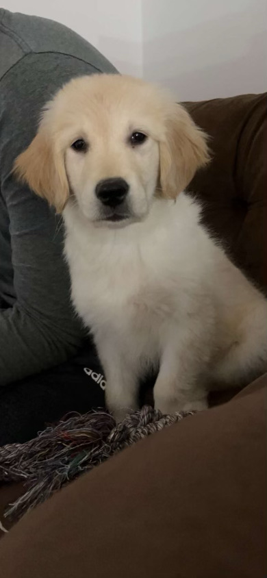 Golden Retriever – Golden Retriever puppy
