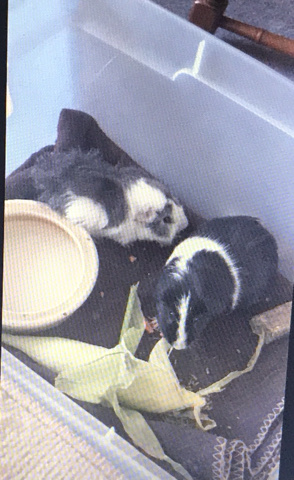 guinea pig – Two Guinea pigs and supplies