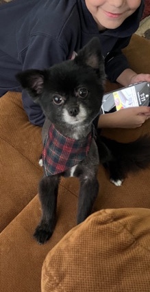 Pomeranian – Pomeranian