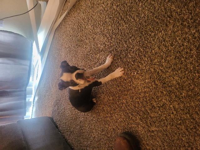 Boston Terrier – Boston terrier
