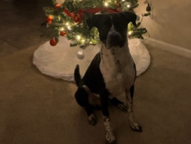 Mixed Breed – Playful and Energetic Mixed Breed Dog in Clermont – Clermont