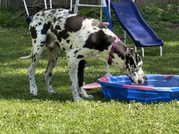 Great Dane – Great Dane – Jackson