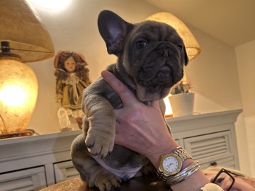 Exklusive! Französische Bulldoggen Welpen. WORLDWIDE🌏