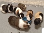 Six Female Guinea Pigs!!!!! WITH CAGE AND SUPPLIES!!!!!