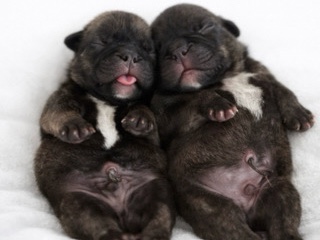 French Bulldog β Cachorros French Bulldog Brindle β Manchester