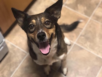 Australian Shepherd – rehoming a 3yr old German shepherd/Australian shepherd mix – Allenhurst