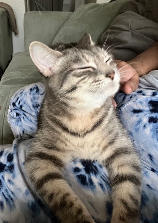 14 Month Young Beautiful Female Cat in Need of A New Home