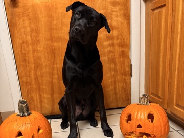 Labrador Retriever – Rehome Sturgill – Middletown