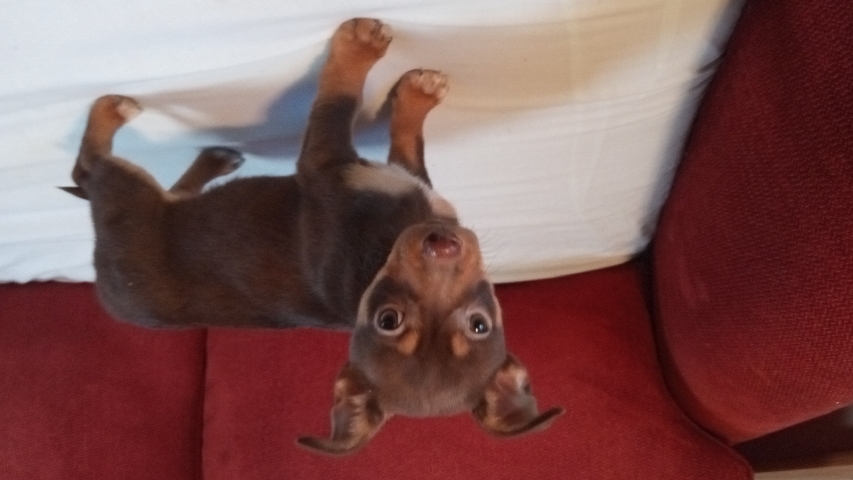 Chihuahua – Male dog