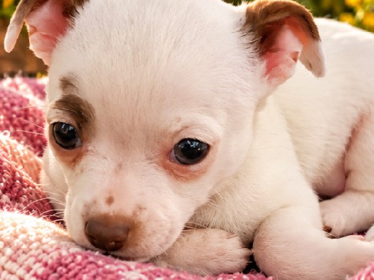 Chihuahua – Majesty Adorable White Chihuahua – Andalusia