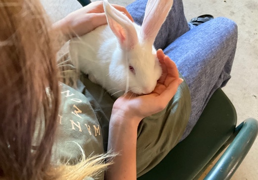 New Zealand – New Zealand Rabbits