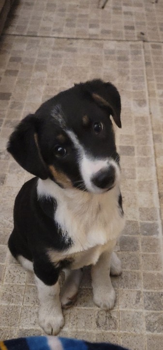 Australian Shepherd – Bruno in need of a good home