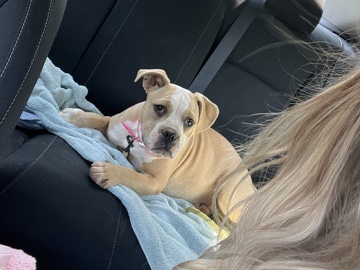 American Pit Bull Terrier – Nova – Monroe