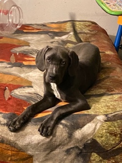 Cane Corso – Cane Corso 6 months Female