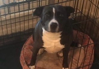 rehome Tuscaloosa Alabama