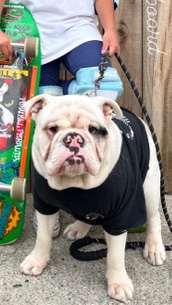 Bulldog – male English bulldog