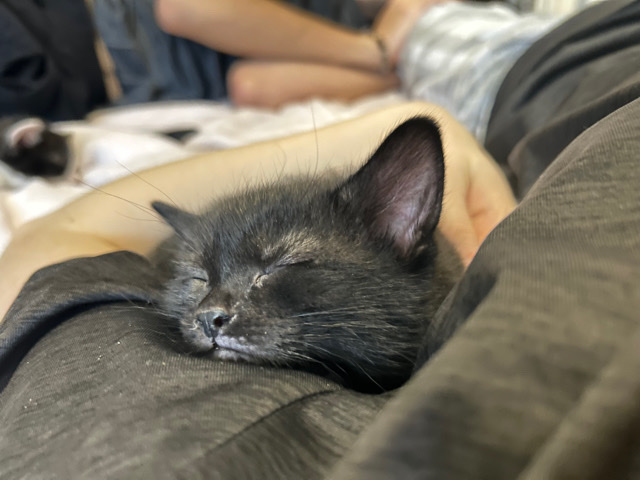 Russian White, Black and Tabby – 4 kittens for sale