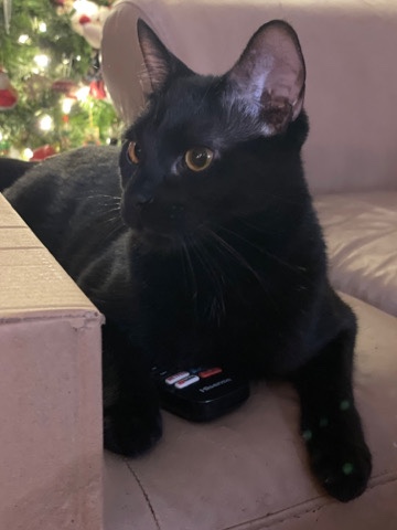 Bombay – Rehome for cat (asap).