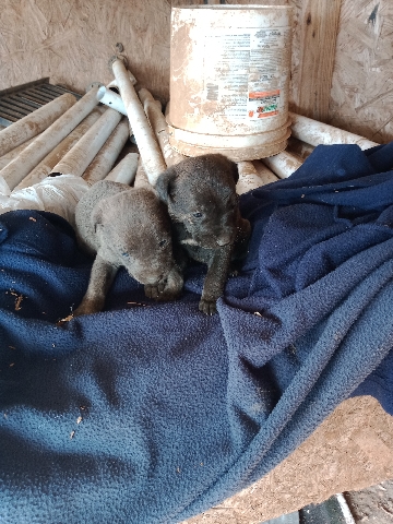 American Hairless Terrier – #2 Black Boys Normals Puppies