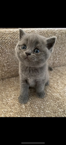 Scottish fold and Scottish Straight kittens for sale