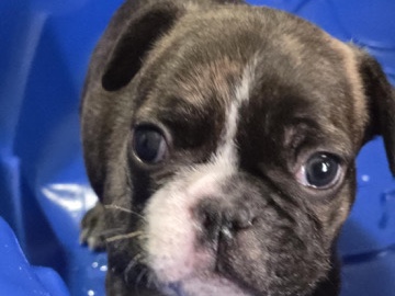 French Bulldog – Turbo – DuPont